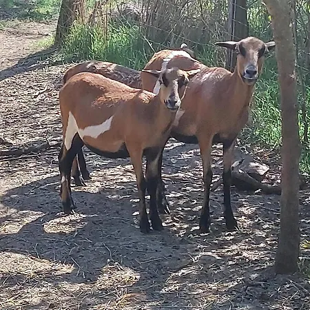 Bed & Breakfast Kazmer Szallas -